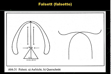 Falsetto_kleiner