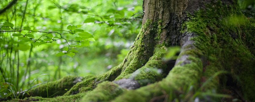 pexels-mali-maeder-wald142497